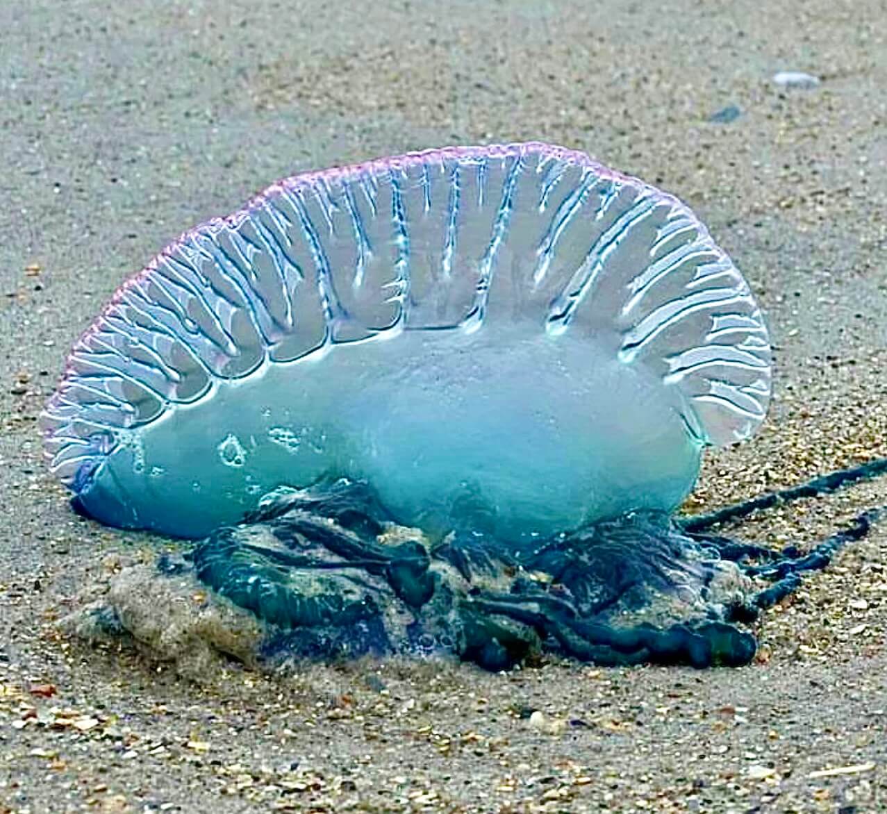 Jellyfish man o war