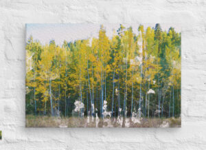 Autumn birch trees