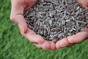 How to Eat Sunflower Seeds