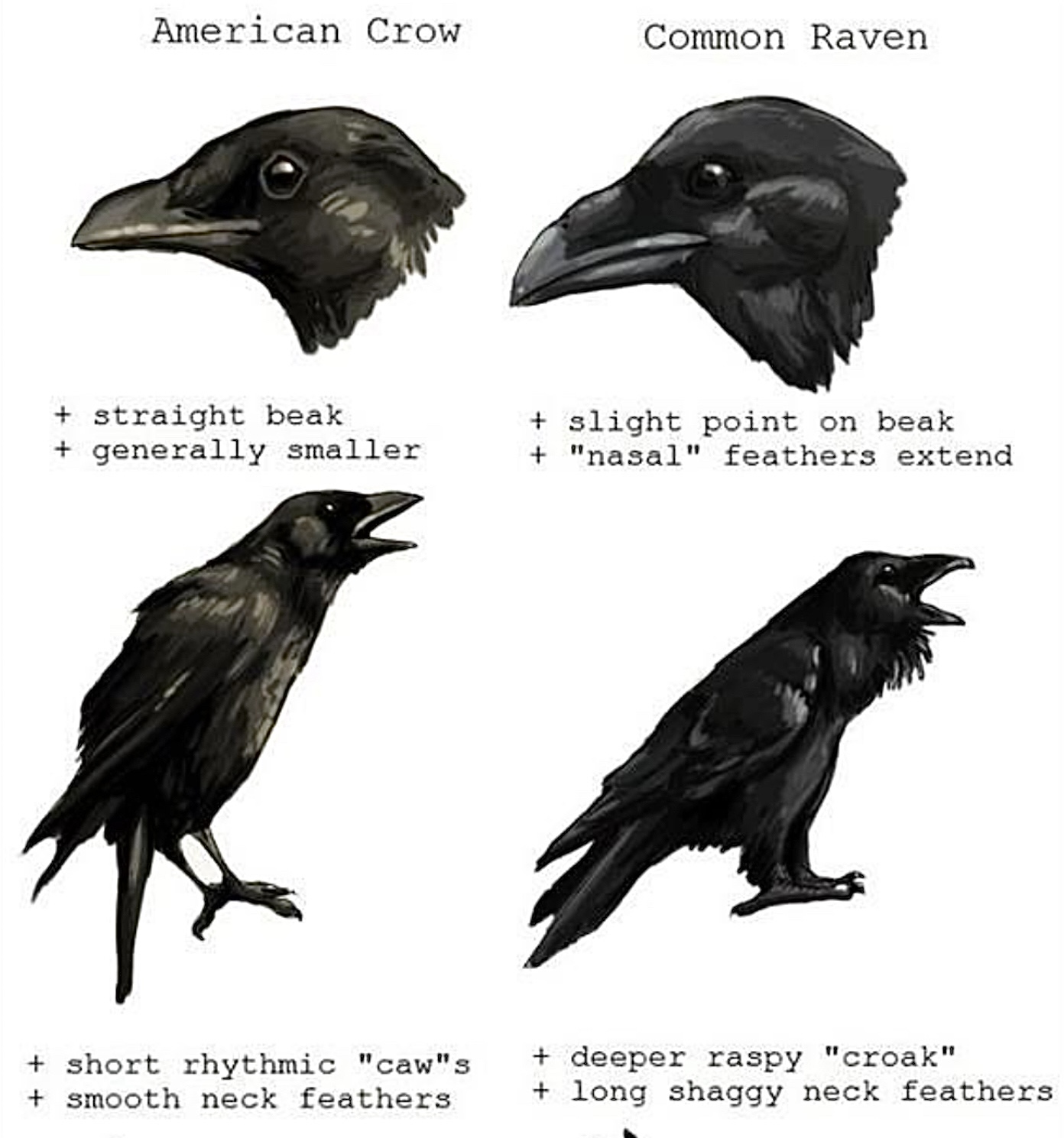 Crow vs Raven