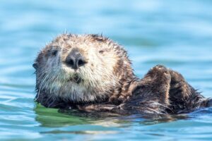 How Happy Are Sea Otters?