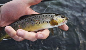 Trout Flies November UK