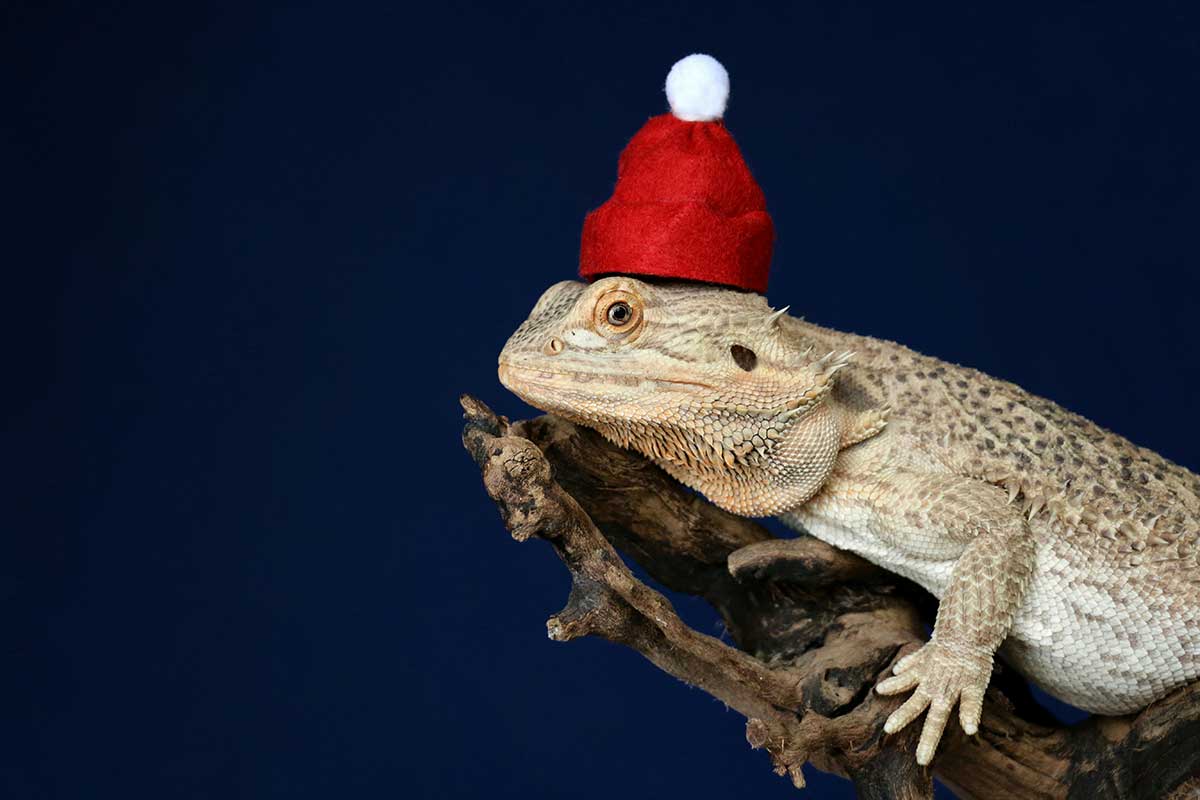 cute bearded dragon hat